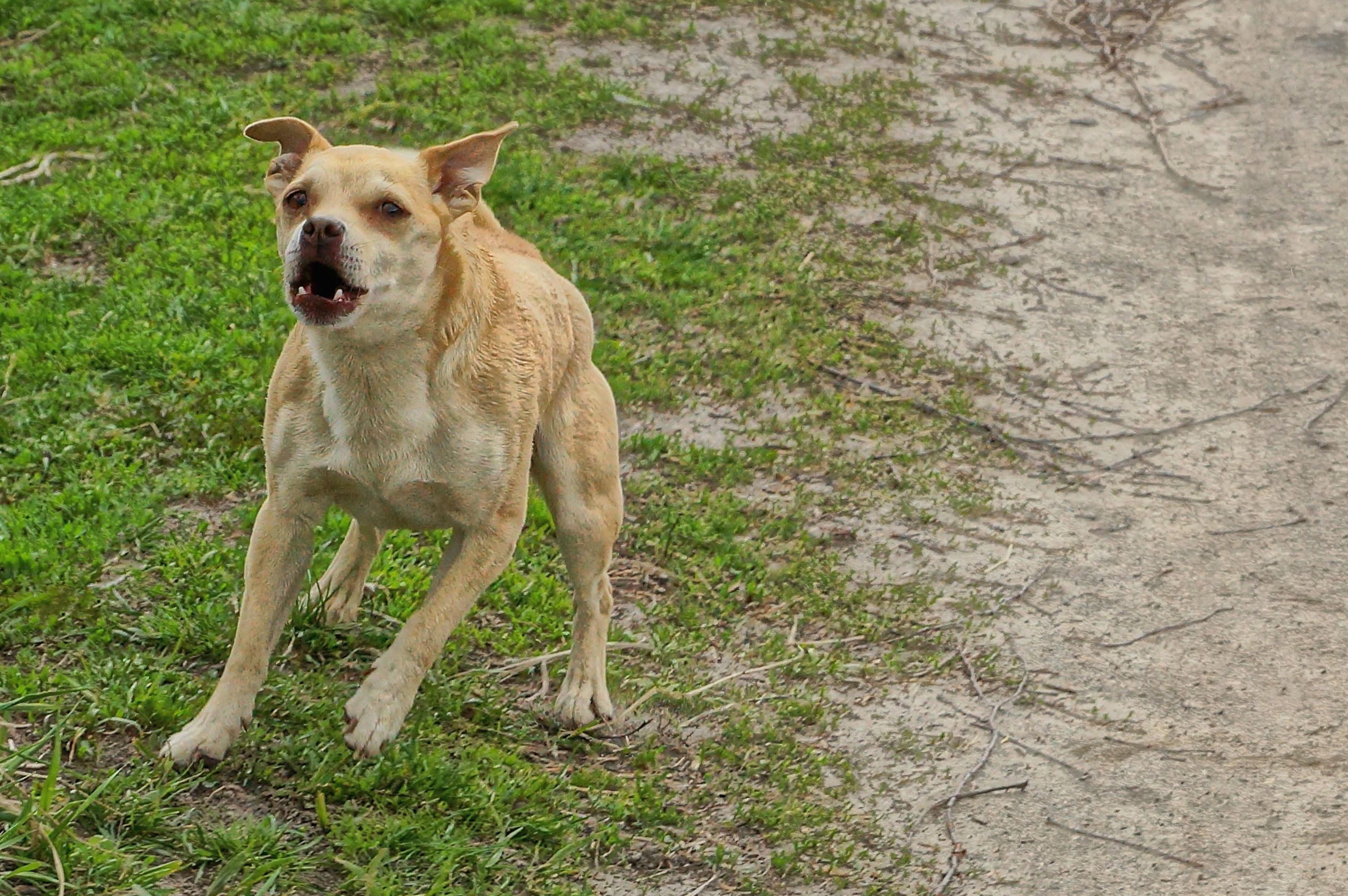 Reason Small ‘Evil’ Dog Chases Van Delights Internet