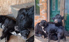 Internet Can’t Cope With Dog and Cow’s Adorable Friendship: ‘Her Baby’
