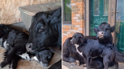 Internet Can’t Cope With Dog and Cow’s Adorable Friendship: ‘Her Baby’