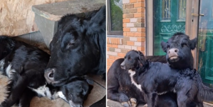 Internet Can’t Cope With Dog and Cow’s Adorable Friendship: ‘Her Baby’
