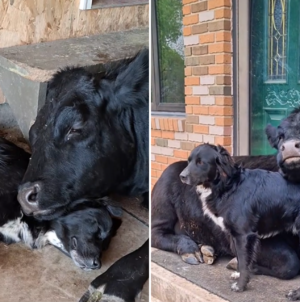 Internet Can’t Cope With Dog and Cow’s Adorable Friendship: ‘Her Baby’