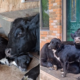 Internet Can’t Cope With Dog and Cow’s Adorable Friendship: ‘Her Baby’