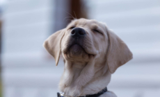 Dog Gets Hit in Eye With Ball, What Happens After 2 Vet Visits Goes Viral