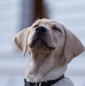 Dog Gets Hit in Eye With Ball, What Happens After 2 Vet Visits Goes Viral