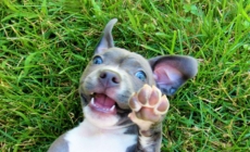 Puppy’s Reason for Pretending To Be ‘Lazy’ Leaves Viewers in Hysterics