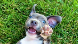 Puppy’s Reason for Pretending To Be ‘Lazy’ Leaves Viewers in Hysterics