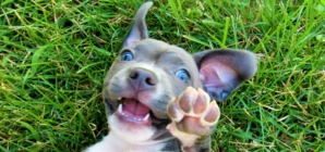 Puppy’s Reason for Pretending To Be ‘Lazy’ Leaves Viewers in Hysterics
