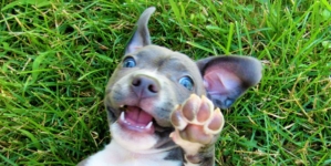 Puppy’s Reason for Pretending To Be ‘Lazy’ Leaves Viewers in Hysterics