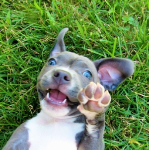 Puppy’s Reason for Pretending To Be ‘Lazy’ Leaves Viewers in Hysterics