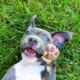Puppy’s Reason for Pretending To Be ‘Lazy’ Leaves Viewers in Hysterics