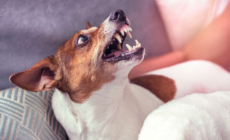 Woman Asked to Dog Sit—but There’s a Problem: ‘Not Safe’