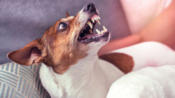 Woman Asked to Dog Sit—but There’s a Problem: ‘Not Safe’