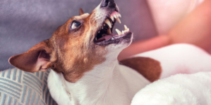 Woman Asked to Dog Sit—but There’s a Problem: ‘Not Safe’