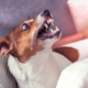 Woman Asked to Dog Sit—but There’s a Problem: ‘Not Safe’