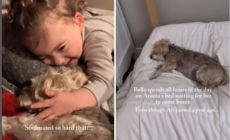 Tears as Dog Still Waits for Best Friend to Return—a Year After She Died
