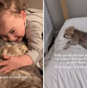 Tears as Dog Still Waits for Best Friend to Return—a Year After She Died