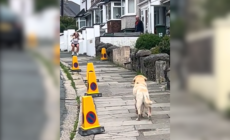 Senior Labrador Hasn’t Seen Owner for 2 Months, Tears over Their Reunion