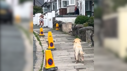 Senior Labrador Hasn’t Seen Owner for 2 Months, Tears over Their Reunion