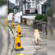 Senior Labrador Hasn’t Seen Owner for 2 Months, Tears over Their Reunion