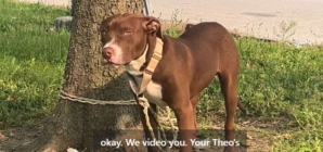 Neighbors Find Dog Tied Up to a Tree, by Evening ‘They Knew’ the Truth