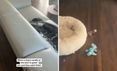 Dog Walker Arrives, Has ‘Absolute Worst Feeling’ Over What She Finds