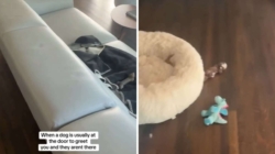 Dog Walker Arrives, Has ‘Absolute Worst Feeling’ Over What She Finds