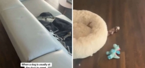 Dog Walker Arrives, Has ‘Absolute Worst Feeling’ Over What She Finds