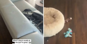 Dog Walker Arrives, Has ‘Absolute Worst Feeling’ Over What She Finds