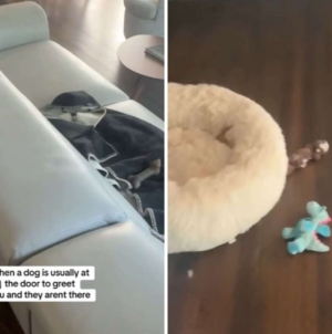 Dog Walker Arrives, Has ‘Absolute Worst Feeling’ Over What She Finds