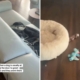 Dog Walker Arrives, Has ‘Absolute Worst Feeling’ Over What She Finds