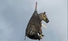 Escaped Zebra Captured, Airlifted After Week on the Loose