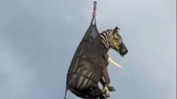 Escaped Zebra Captured, Airlifted After Week on the Loose