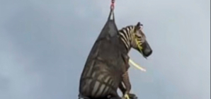 Escaped Zebra Captured, Airlifted After Week on the Loose