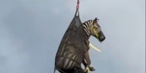 Escaped Zebra Captured, Airlifted After Week on the Loose