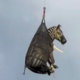 Escaped Zebra Captured, Airlifted After Week on the Loose