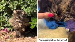 Woman Cares for Feral Cat for Years—What He Does in Final Moment Shocks Her