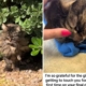 Woman Cares for Feral Cat for Years—What He Does in Final Moment Shocks Her