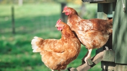 More Americans seek chicken coops for eggs at home, plus wild message in a bottle washes up