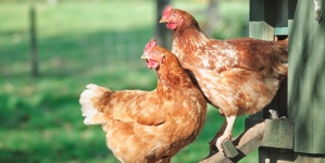 More Americans seek chicken coops for eggs at home, plus wild message in a bottle washes up