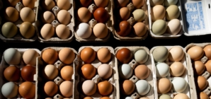Egg prices for consumers fell to 5-month low in May. Here’s why.