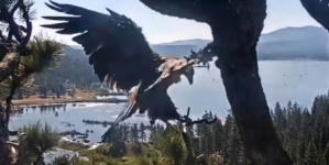 See Gizmo fly! Second Big Bear eaglet has flown the nest