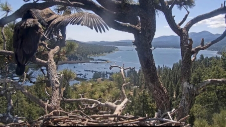 Big Bear eaglet Sunny flies the nest. See the bittersweet moment