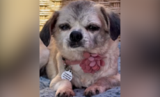 Senior Dog’s Microchip Leads Shelter to Owner, But a Cruel Twist Awaits