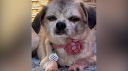 Senior Dog’s Microchip Leads Shelter to Owner, But a Cruel Twist Awaits