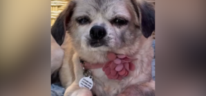 Senior Dog’s Microchip Leads Shelter to Owner, But a Cruel Twist Awaits