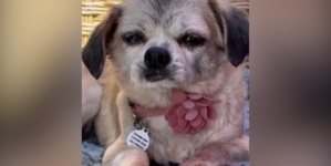 Senior Dog’s Microchip Leads Shelter to Owner, But a Cruel Twist Awaits