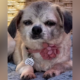 Senior Dog’s Microchip Leads Shelter to Owner, But a Cruel Twist Awaits