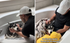 Owners Can’t Find Husky Post-Thunderstorm—Then Make Heartbreaking Discovery