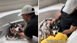 Owners Can’t Find Husky Post-Thunderstorm—Then Make Heartbreaking Discovery