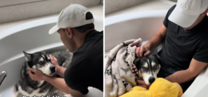 Owners Can’t Find Husky Post-Thunderstorm—Then Make Heartbreaking Discovery